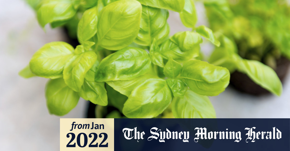 Growing basil is easy. The secret is in how you harvest it